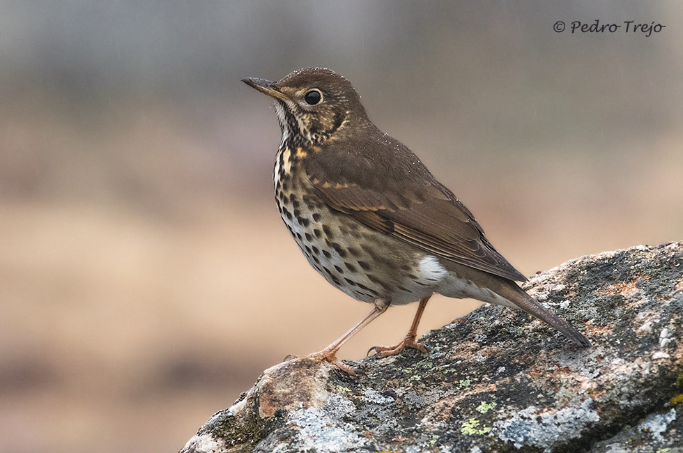 Zorzal común (Turdus philomelos)